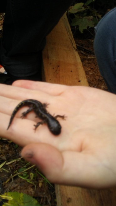 ...and a salamander!